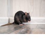 Ratty no catty