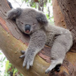 Team koala shop