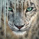 snow leopards united