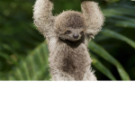 sloth cute
