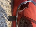 Scout and Buster the Guinea Pigs