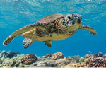 Save_The_Turtles