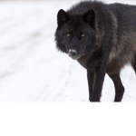 Nightmare Wolf Pack