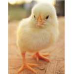 Chicken Squad85