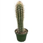 the cactus is waiting for you