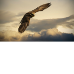 Los Halcones Peregrinos