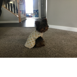 fall down the doge tower