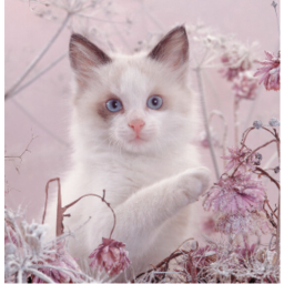 Street Again