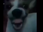 The_doggiediggers
