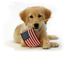 Puppy Fever