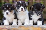join if you love puppies or not
