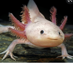 Da Axolotl Team