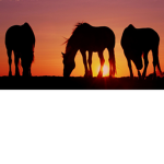 -Sunset meadow stables-
