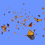 metamorphosis