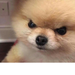 the puppers of woblox