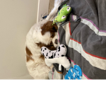 The Puppy Dog Army