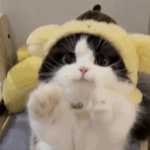 green alien cat