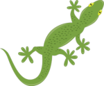 geckoo party