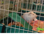 Guinea_pigs rock and lilly988800