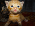 -Ginger Cats-