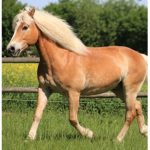 Derwent horse academy