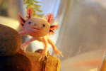 DA AXOLOTL ARMY cuz why not=3