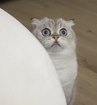 фан клуб кота лелика