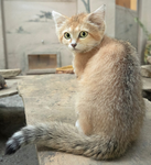 Sand cat clan
