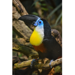 toucanlove