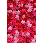 Pink flxwers