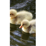 International Duck Division