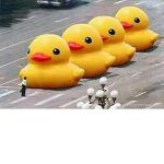 Duck societies