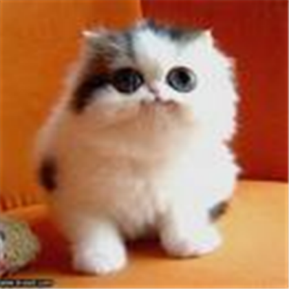 cute kitty Roblox decal