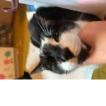 kitties place