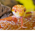The Corn Snake group