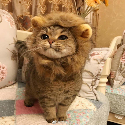 Cat Roblox decal