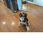 Dogs get stuff