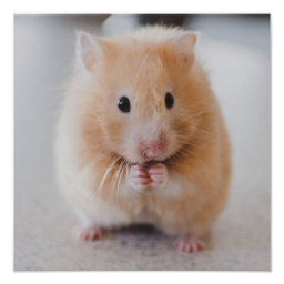 Hamster Home