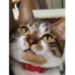 The fang busters