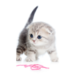 Cats and dogs are the best in the world