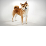 shiba inu Rules