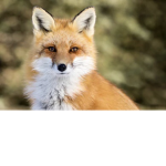 Fire hot fox cool