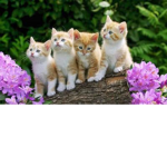 Cats is The Best Friend Forever