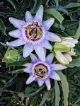 WonderingFlowers