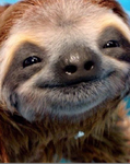 Sloth is cute