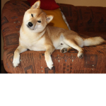 Shiba Inu fan group by Lizzie