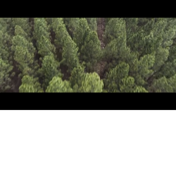 THE WOODS RUN AWAY FROM MONSTERS.