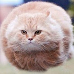 cat zone