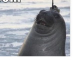 Narwhals r k