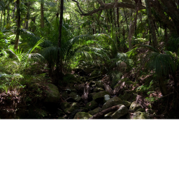 the jungle